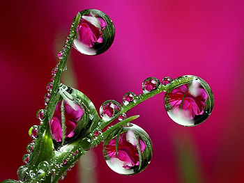 Plants, Drops HD wallpaper