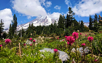 Mt. Rainier and Blooming Magenta Flowers, wildflowers, blossoms, washington, trees, rocks, usa, stones HD wallpaper