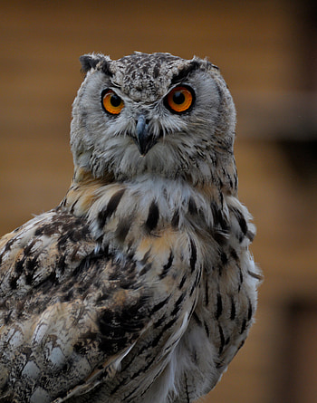 Animals, Owl, Bird, Grey, Sight, Opinion HD phone wallpaper