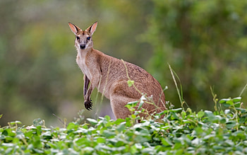 Agile wallaby, Kangaroos HD wallpaper