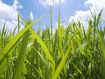 Grass and sky, sky, nature HD wallpaper