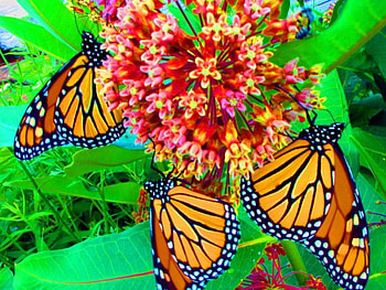 Butterflies, animal, flowers HD wallpaper