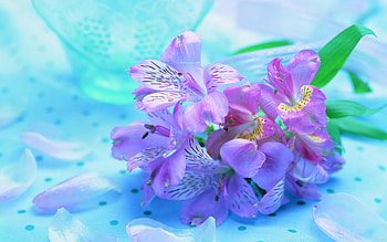 Beautiful fresh flowers, blue, nature, violet, flower HD wallpaper