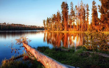 Nature, Water, Trees, Lake, Shine, Light, Evening, Log HD wallpaper
