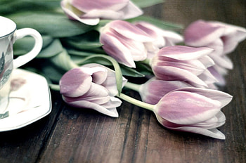 *** Still life ***, life, nature, flowers, tulips, still HD wallpaper