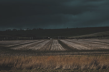 Grass, Dark, Field, Evening HD wallpaper