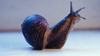 Mr Snail, insects, snail, animals, creatures HD wallpaper