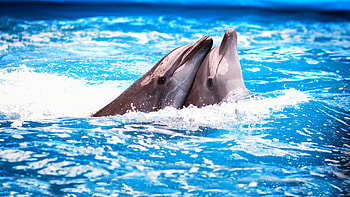 Animals, Dolfins HD wallpaper
