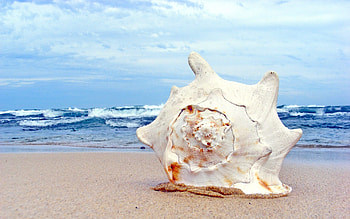 Horned helmet, Sea Shell HD wallpaper