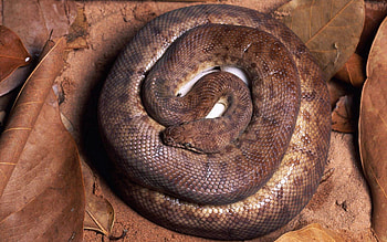 Animals, Leaves, Sand, To Lie Down, Lie, Snake HD wallpaper