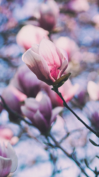 Earth magnolia, Nature's marvel, Planet's flora, Breathtaking beauty HD phone wallpaper