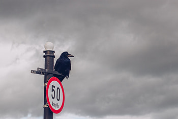Animals, Clouds, Bird, Pillar, Post, Mainly Cloudy, Overcast, Sign, Raven HD wallpaper