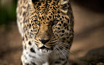 Animals, Leopard, Aggression, Predator, Big Cat, Sight, Opinion HD wallpaper