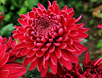 Red chrysanthemums, summer, wet, morning, red, garden, beautiful, flowers, dew, drops HD wallpaper