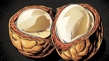 Macadamia Delight: Ultra, nut, food, illustration HD wallpaper