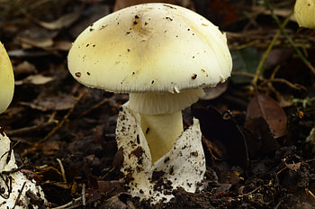 Death cap mushroom, Nature's poisons, Toxic beauty, Dangerous fungus HD wallpaper