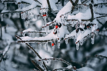 Close-up of red berries encased in ice on snowy branches during winter HD wallpaper
