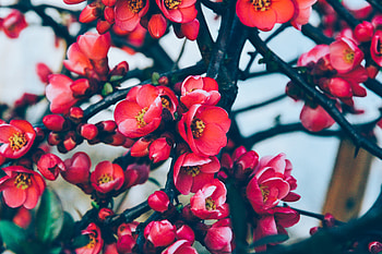 Flowers, Branches, Bloom, Flowering HD wallpaper