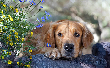 Animals, Flowers, Grass, Rock, Dog, Muzzle, Sadness, Stone, Sorrow HD wallpaper