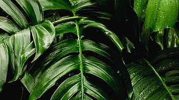 Green Leaf, Fresh plants, Green leaf big, Dual wide HD wallpaper