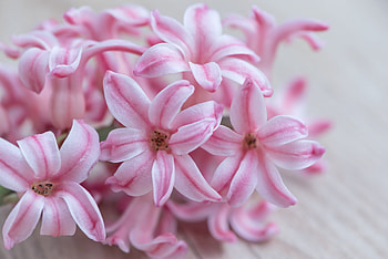 Flowers, Hyacinth, Bouquet, Striped HD wallpaper