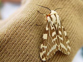 Brown Moth, cool, brown, moth HD wallpaper