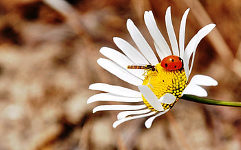 Camomile, Macro, Insect, Ladybug, Ladybird, Crawl, Chamomile HD wallpaper