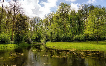 Nature, Water, Lake, Shore, Forest, Surface, Seaweed, Algae, Shores HD wallpaper