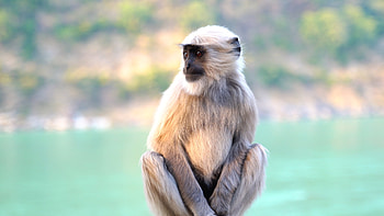 Captivating Monkey Video, Stock Footage, Monkey Behavior, Natural Habits HD wallpaper
