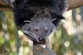 Binturong , backgrounds HD wallpaper
