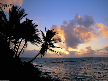 Landscape, Sunset, Sea, Palms HD wallpaper