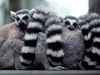 Animals, Lemurs, Hide, Family, Tail HD wallpaper