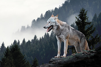 Wolf, animal, tail, howl HD wallpaper