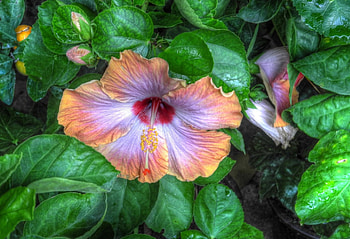 Flowers, Leaves, Bloom, Flowering, Greens, Buds, Hibiscus HD wallpaper