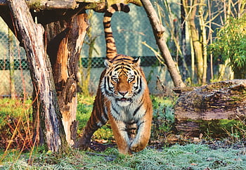 Bengal tiger prowling in a naturalistic zoo setting, München. HD wallpaper