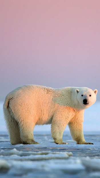 Polar bear, , Captivating , Arctic grace HD phone wallpaper