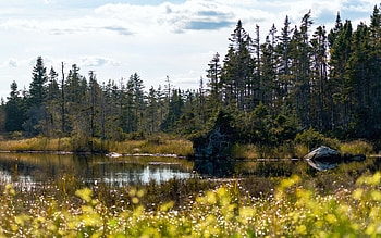 Nova Scotia, sky, flowers, river, trees, clouds, canada HD wallpaper