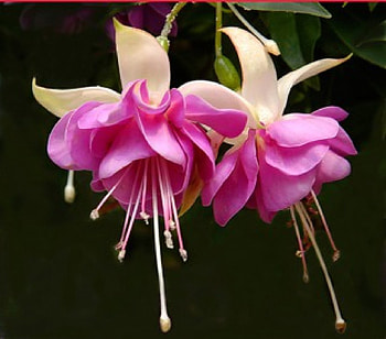 Fuchsia, pink, nature, flowers HD wallpaper