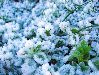 Plants, Snow HD wallpaper