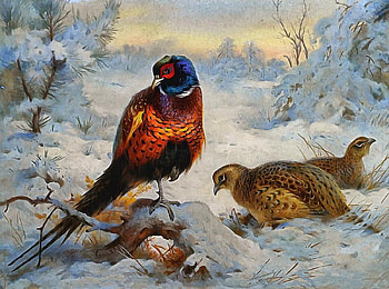 In the Cold Winter, winter, birds, animals, snow HD wallpaper
