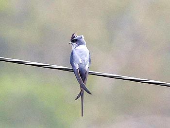 Cute Bird, cool, cute, bird HD wallpaper