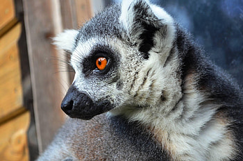 Ring Tailed Lemur, Animals, Care for us lemur, Wild welfare HD wallpaper