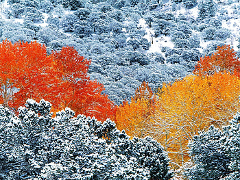 Snowy aspens, winter, trees, aspen forest, snow HD wallpaper