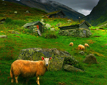 Sheep, animal, fields, rocks HD wallpaper