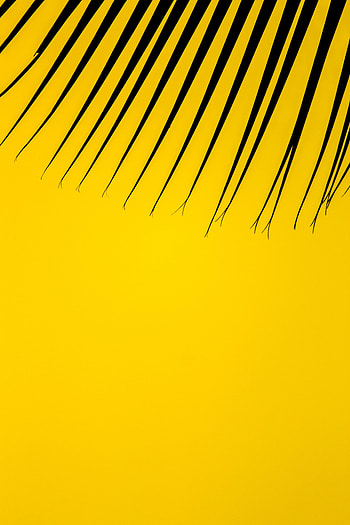Leaves, Miscellanea, Miscellaneous, Palm, Yellow Background HD phone wallpaper