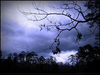Blue Skies, blue, shadows, clouds, trees, sky, forest HD wallpaper