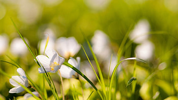 Grass, Background, Macro, Light, Light Coloured HD wallpaper