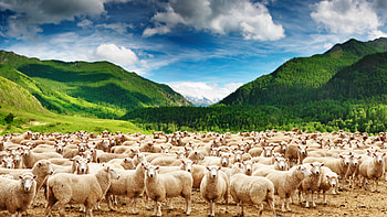 Artistic sheep illustrations, Playful cartoon sheep, Whimsical black sheep, Minecraft-themed sheep HD wallpaper