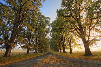The Road, trees, autum, road, nature, the HD wallpaper