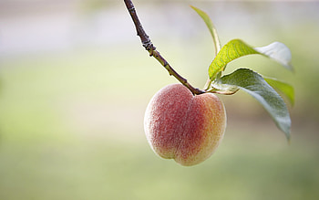Plants, Fruits, Peaches HD wallpaper